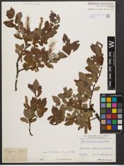 Foto von Salix waldsteiniana Willd.